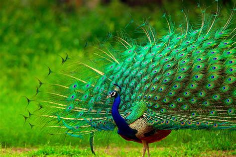  The Dancing Peacock - An Ode to Nature and Erotic Grace?