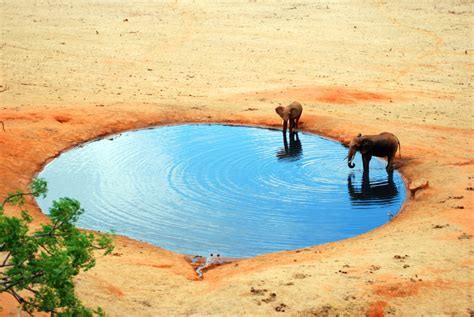 The Watering Hole A Triumphant Celebration of Life and Abundant Watercolors!